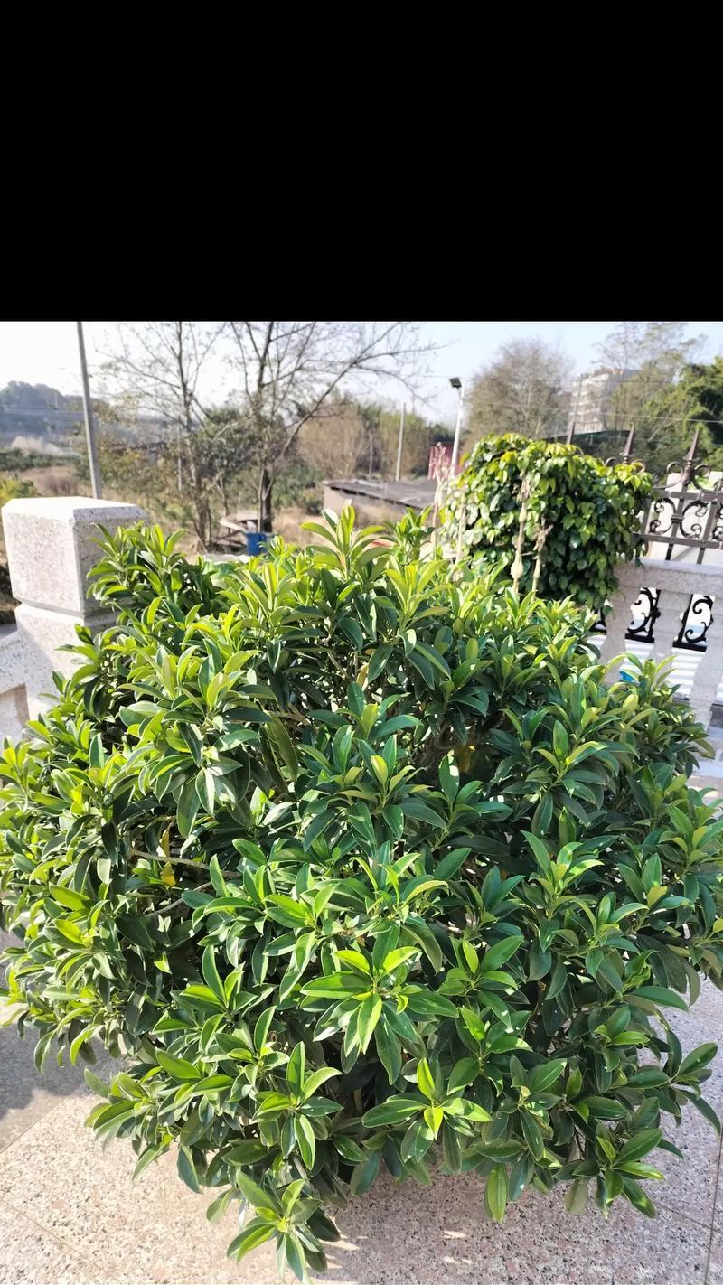 水仙花浇水全解析（从水质到浇水频率，为你解答水仙花养护要点）-第3张图片-绿意生活