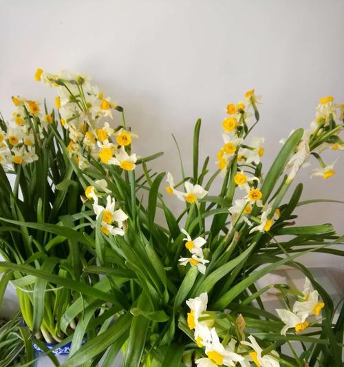 水仙花浇水全解析（从水质到浇水频率，为你解答水仙花养护要点）-第2张图片-绿意生活