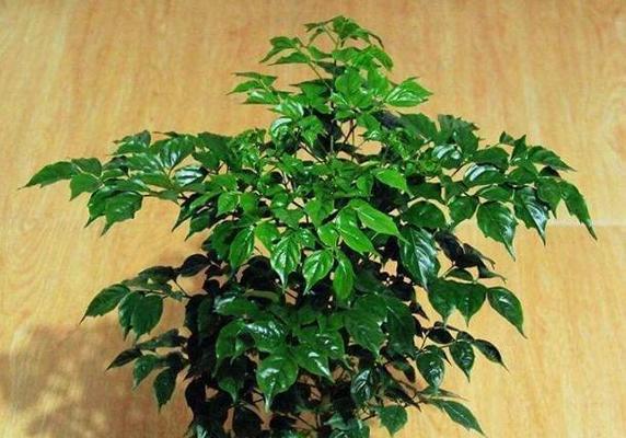幸福树晒太阳（探究幸福树是否需要阳光）-第2张图片-绿意生活