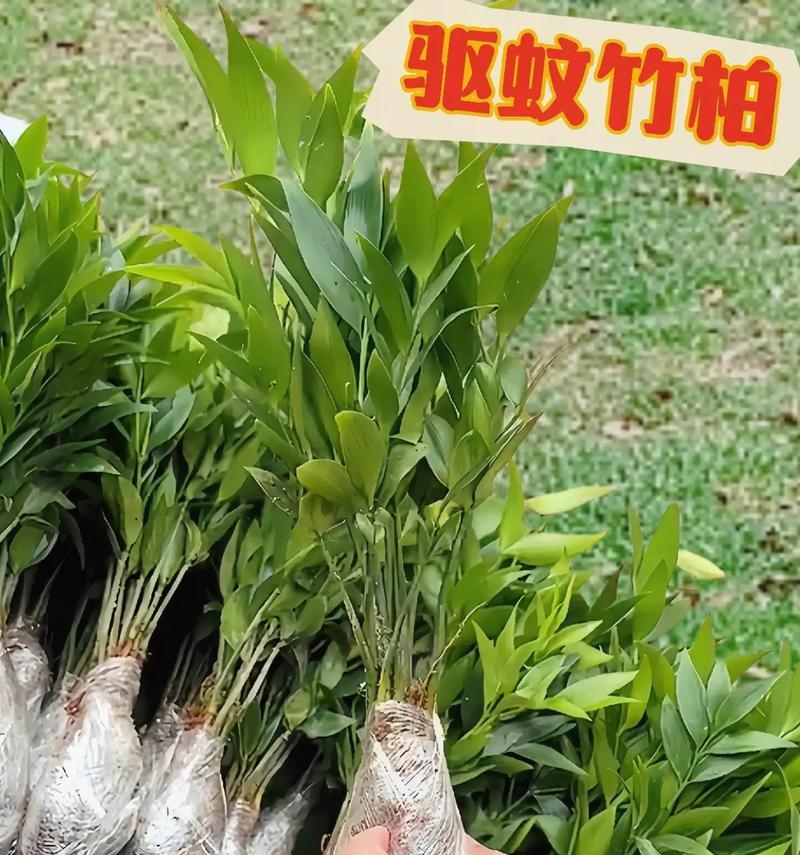 驱蚊竹的生长环境与特点（喜阴还是喜阳？探寻驱蚊竹最佳生长环境）-第3张图片-绿意生活
