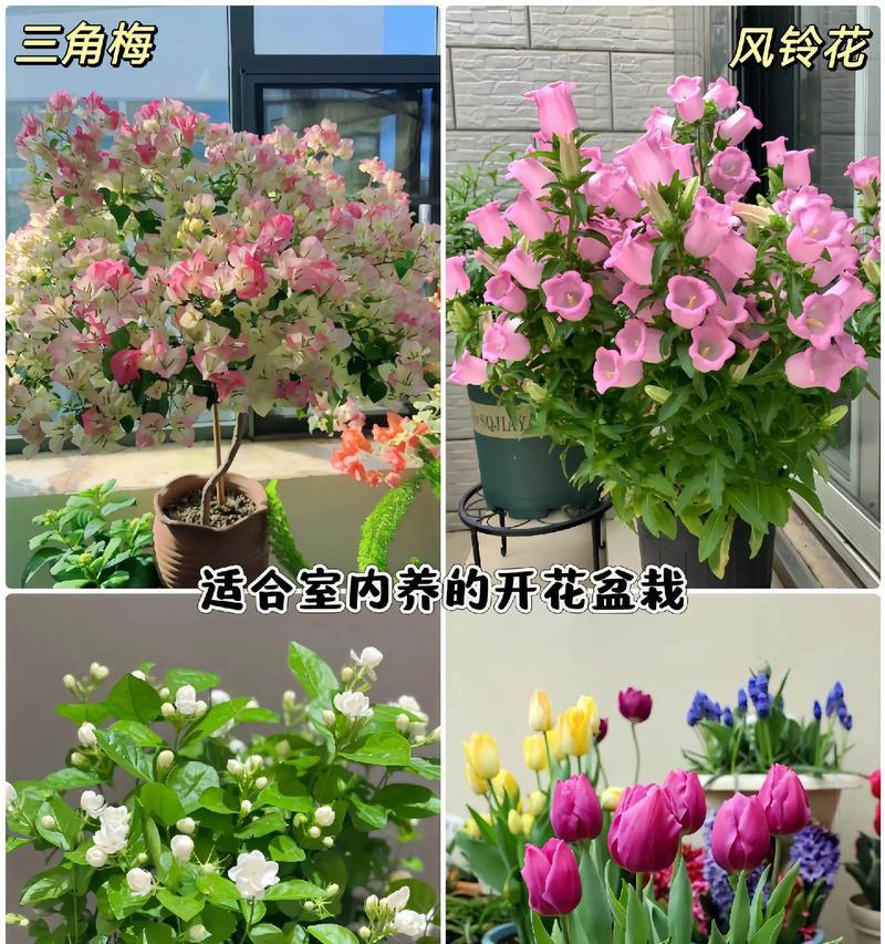 室内能养山茶花吗？（掌握4个技巧，让山茶花在室内开满花）-第1张图片-绿意生活
