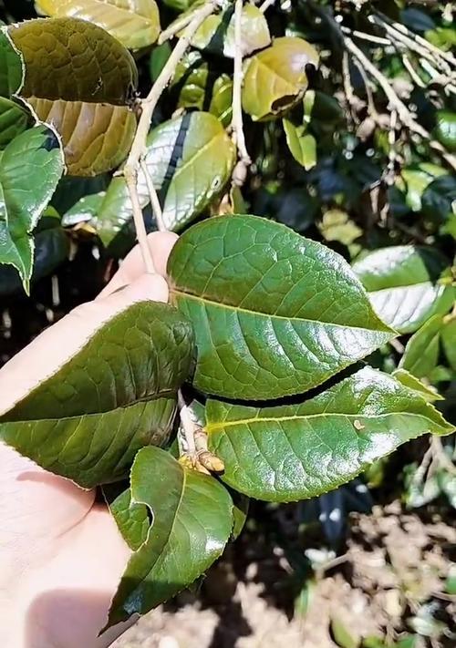 室内能养山茶花吗？（掌握4个技巧，让山茶花在室内开满花）-第2张图片-绿意生活