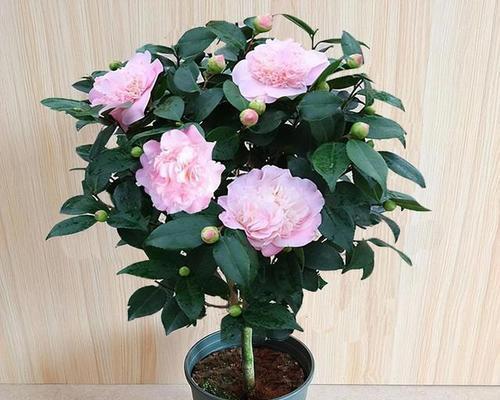 室内能养山茶花吗？（掌握4个技巧，让山茶花在室内开满花）-第3张图片-绿意生活