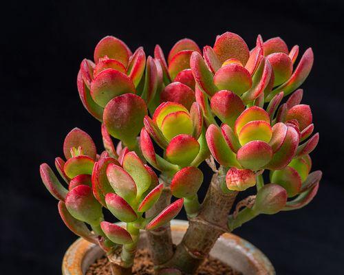 姬月季的多彩世界（探寻姬月季多种颜色的奥秘）-第2张图片-绿意生活