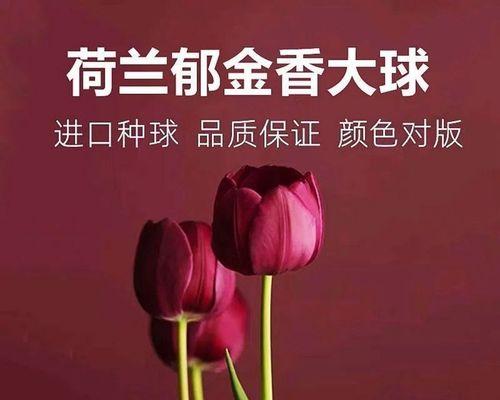 郁金香种球的保存方法（种球保存必须知道的15个注意点）-第3张图片-绿意生活