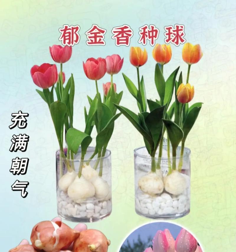 郁金香种球的保存方法（种球保存必须知道的15个注意点）-第2张图片-绿意生活