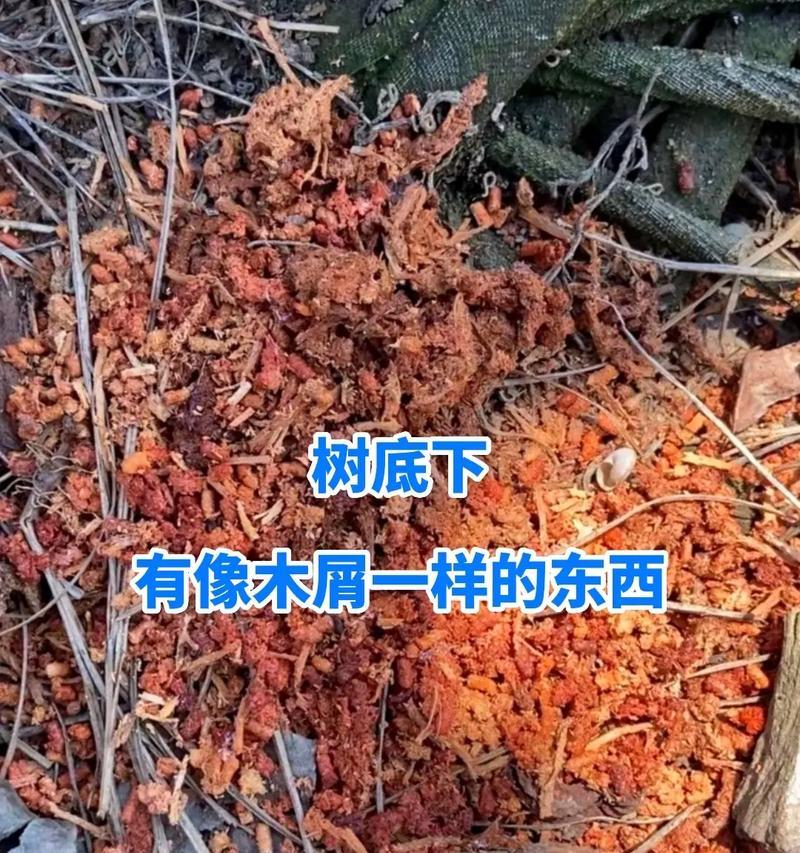 菠萝蜜钻心虫防治方法（选用正确农药防治钻心虫）-第1张图片-绿意生活