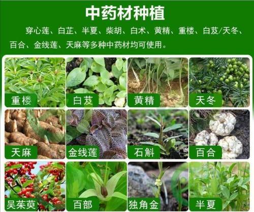 菠萝蜜钻心虫防治方法（选用正确农药防治钻心虫）-第3张图片-绿意生活