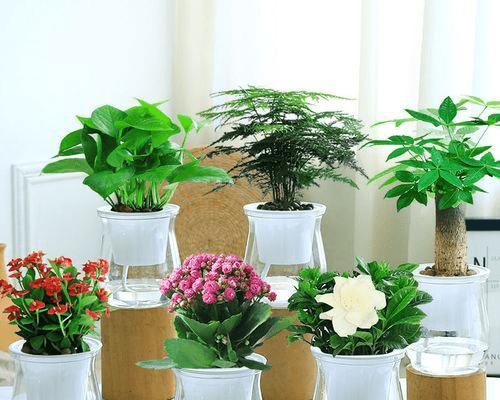 老板办公室的植物风水（为什么放植物可以改善老板办公室的风水？）-第2张图片-绿意生活