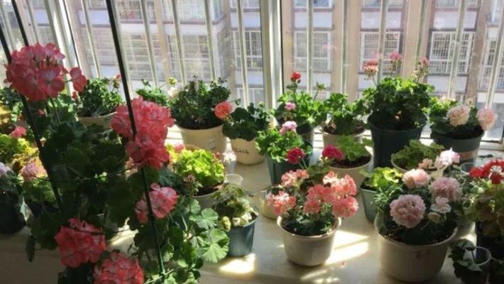 阳台朝北，适合养这些花（打造清新自然的北向阳台花园）-第2张图片-绿意生活