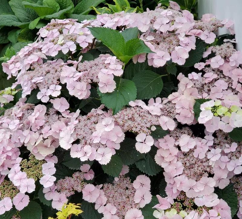 阳台朝北，适合养这些花（打造清新自然的北向阳台花园）-第3张图片-绿意生活