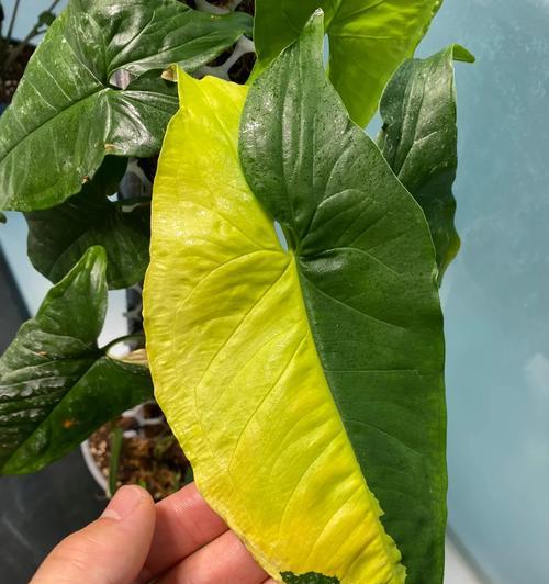 合果芋叶子卷曲的原因及治疗方法（掌握合理养殖技巧，让合果芋常青常艳）-第2张图片-绿意生活