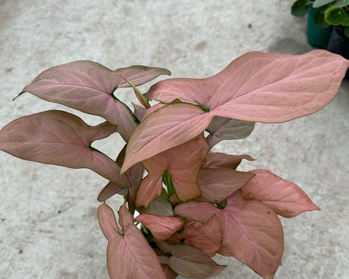 合果芋叶子卷曲的原因及治疗方法（掌握合理养殖技巧，让合果芋常青常艳）-第1张图片-绿意生活