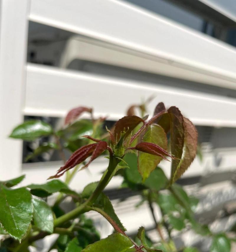 如何正确修剪蓝色风暴月季（完美打理，让花园更美丽）-第2张图片-绿意生活