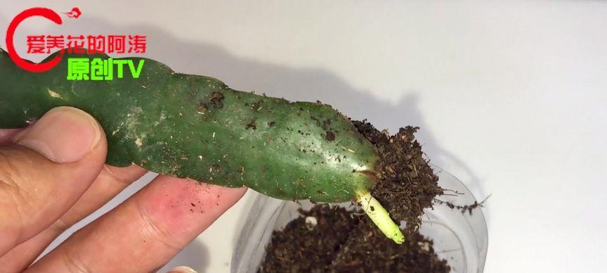 荷花令箭的养护方法（打造优美荷塘，）-第3张图片-绿意生活