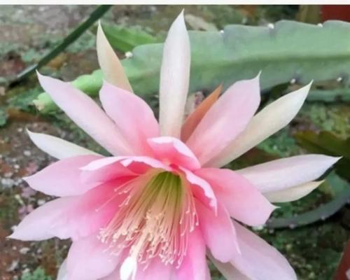 荷花令箭的养护方法（打造优美荷塘，）-第1张图片-绿意生活