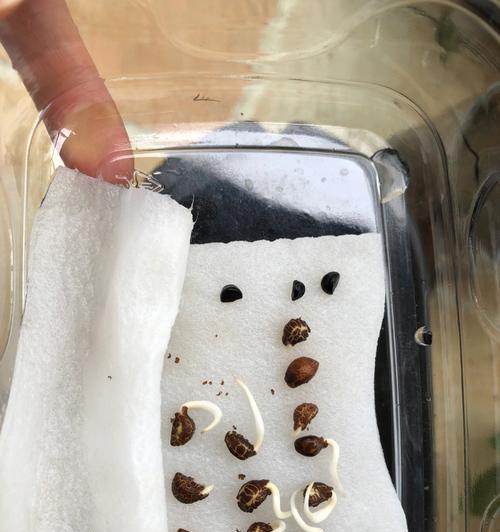 揭秘牵牛花种子的神秘面纱（种子外观特征及其生长发育）-第1张图片-绿意生活