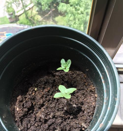 揭秘牵牛花种子的神秘面纱（种子外观特征及其生长发育）-第2张图片-绿意生活