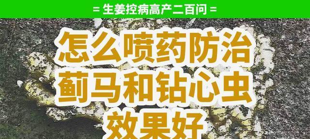 防治辣椒钻心虫的有效方法（打什么药效果好？如何正确防治？）-第1张图片-绿意生活