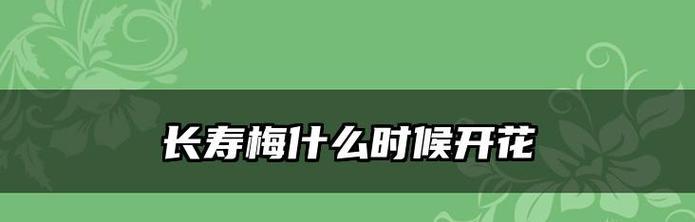 长寿梅的开花时间及花期详解（探秘长寿梅的开花规律，揭秘长寿梅的花期之谜）-第1张图片-绿意生活