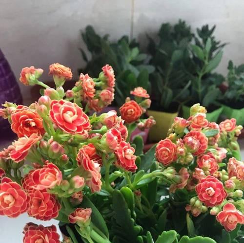长寿梅的开花时间及花期详解（探秘长寿梅的开花规律，揭秘长寿梅的花期之谜）-第2张图片-绿意生活