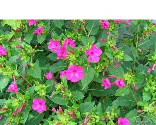 七彩茉莉开花时间及观赏要点（品味七彩茉莉芬芳的正确姿势）-第1张图片-绿意生活