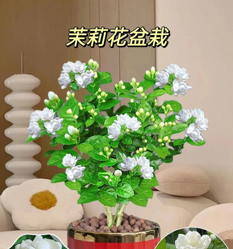 七彩茉莉开花时间及观赏要点（品味七彩茉莉芬芳的正确姿势）-第3张图片-绿意生活