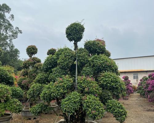 三角梅老桩的盆栽技巧（如何选择合适的盆？选择盆的大小要考虑哪些因素？）-第2张图片-绿意生活