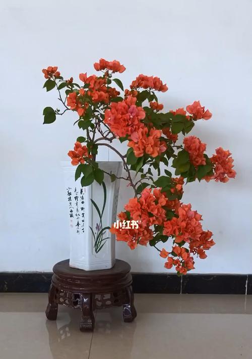 三角梅老桩的盆栽技巧（如何选择合适的盆？选择盆的大小要考虑哪些因素？）-第3张图片-绿意生活