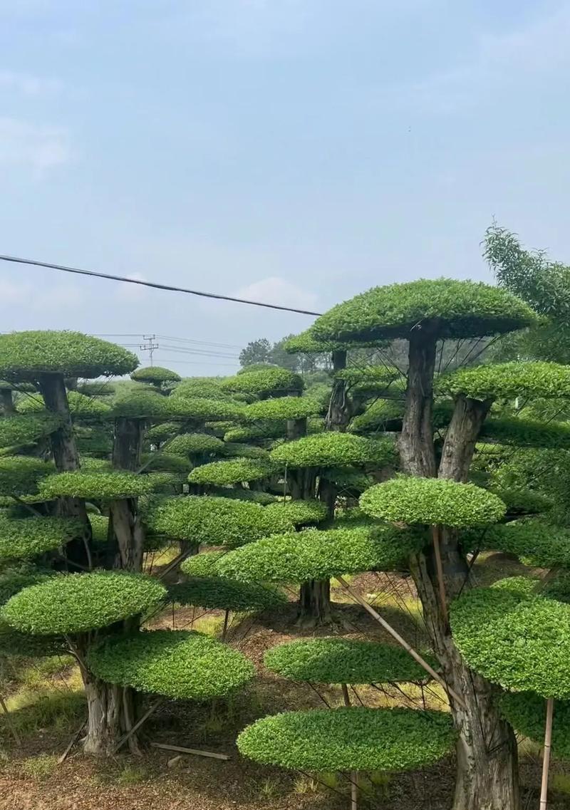白蜡树剪枝技巧：合适的时间和方法-第1张图片-绿意生活