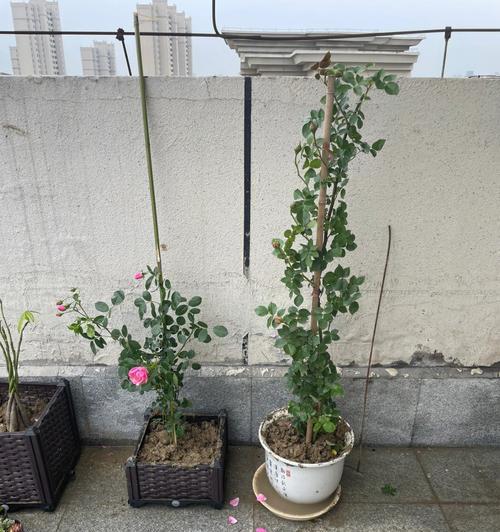 白蜡树剪枝技巧：合适的时间和方法-第3张图片-绿意生活