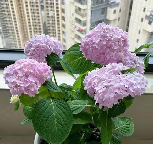 客厅花卉养护全攻略：让你的客厅更美丽-第3张图片-绿意生活