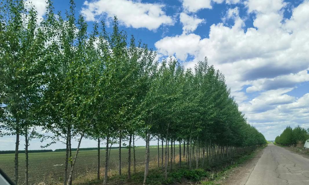白杨树的种植条件及选择场地（选择土壤、气候、环境等方面的要点）-第3张图片-绿意生活