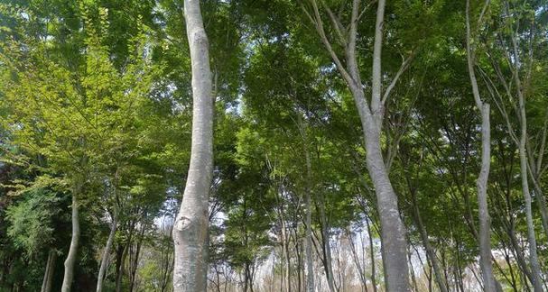 白杨树的种植条件及选择场地（选择土壤、气候、环境等方面的要点）-第2张图片-绿意生活