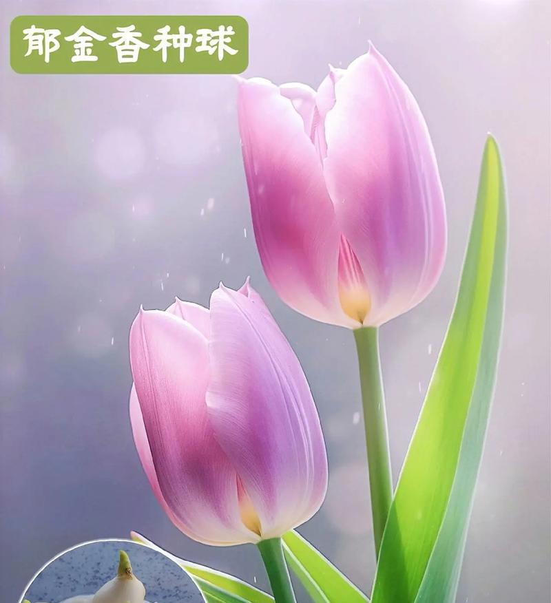 郁金香春天种植指南（了解如何在春季种植郁金香，让你的花园春意盎然）-第1张图片-绿意生活