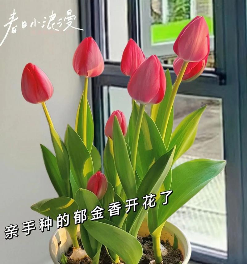 郁金香春天种植指南（了解如何在春季种植郁金香，让你的花园春意盎然）-第3张图片-绿意生活