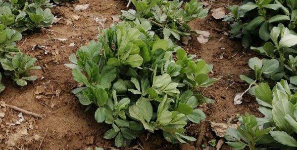 蚕豆皮（利用蚕豆皮来制作肥料，环保又经济）-第1张图片-绿意生活