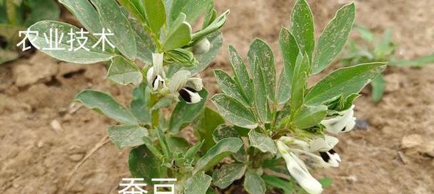蚕豆皮（利用蚕豆皮来制作肥料，环保又经济）-第2张图片-绿意生活