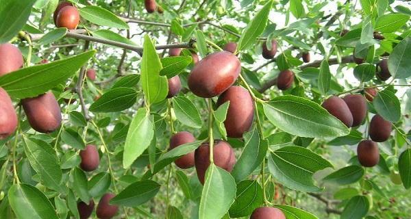北方枣树的发芽及叶子生长过程（了解北方枣树的发芽时间与生长特点，助你更好地种植）-第2张图片-绿意生活