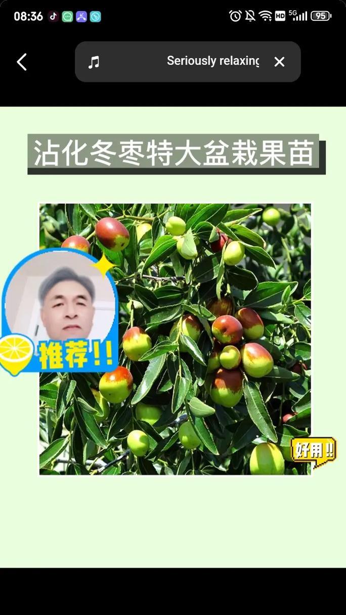 北方枣树的发芽及叶子生长过程（了解北方枣树的发芽时间与生长特点，助你更好地种植）-第3张图片-绿意生活