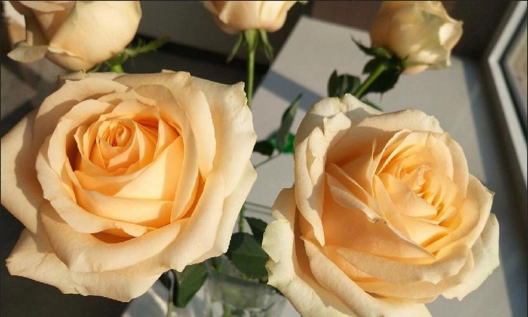 解读香槟玫瑰的花语（探寻香槟玫瑰的深层含义，感受生命之美）-第1张图片-绿意生活