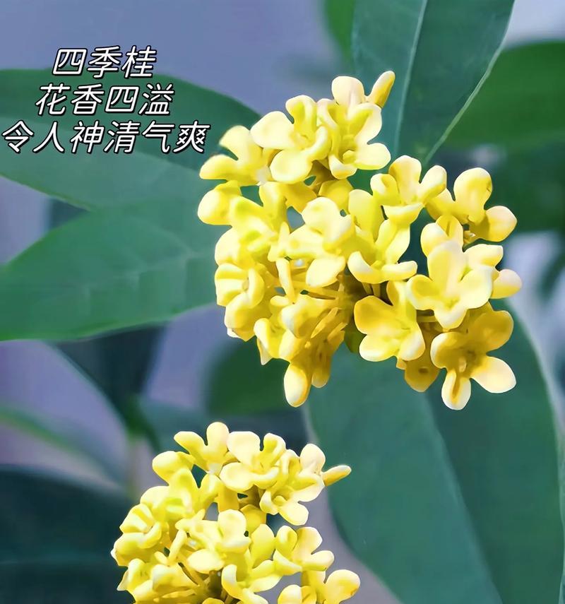 四季常绿花卉的盛宴（探秘四季常绿的花卉）-第3张图片-绿意生活