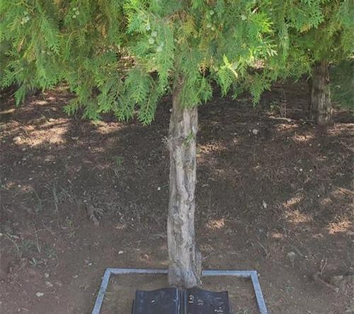 墓地树种选择详解（墓地栽植有讲究，适宜树种为关键）-第1张图片-绿意生活