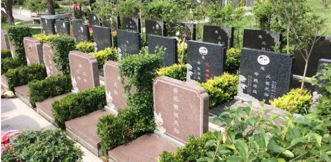 墓地树种选择详解（墓地栽植有讲究，适宜树种为关键）-第2张图片-绿意生活