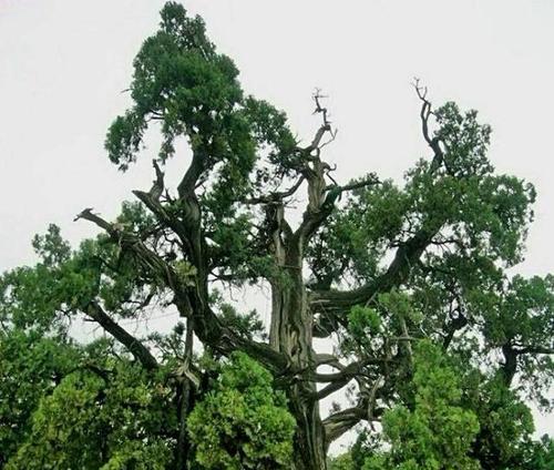 墓地树种选择详解（墓地栽植有讲究，适宜树种为关键）-第3张图片-绿意生活