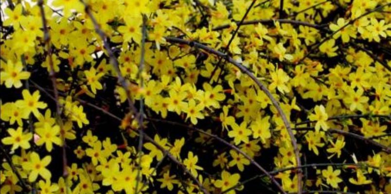 阳光的味道——迎春花开-第1张图片-绿意生活