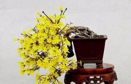 阳光的味道——迎春花开-第3张图片-绿意生活