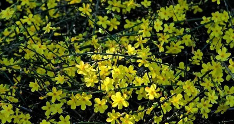 阳光的味道——迎春花开-第2张图片-绿意生活