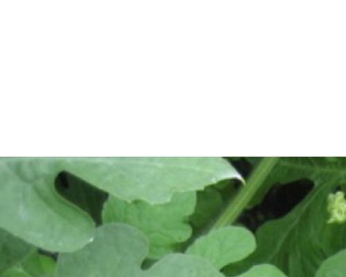 西瓜生长温度的影响（探究西瓜的最佳生长温度和相关因素）-第2张图片-绿意生活