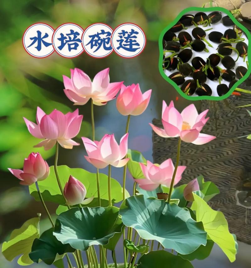 如何解决碗莲叶片发黄问题？（碗莲养护技巧，叶片发黄处理方法）-第2张图片-绿意生活